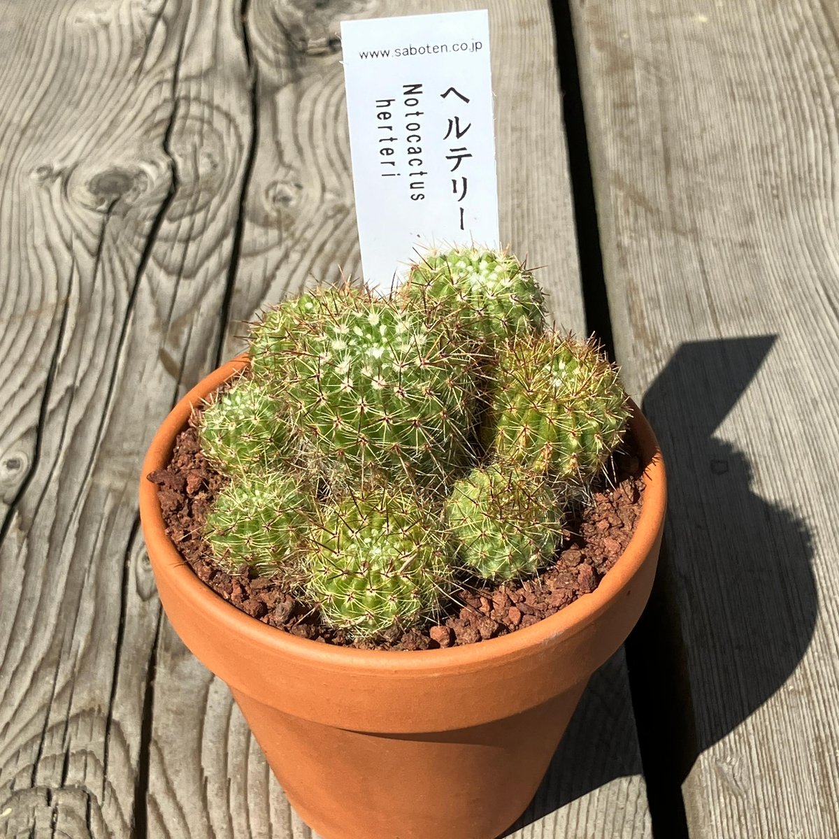 サボテン 多肉植物 群生 大きめ 茶色鉢 fit=scale-down,w=1200