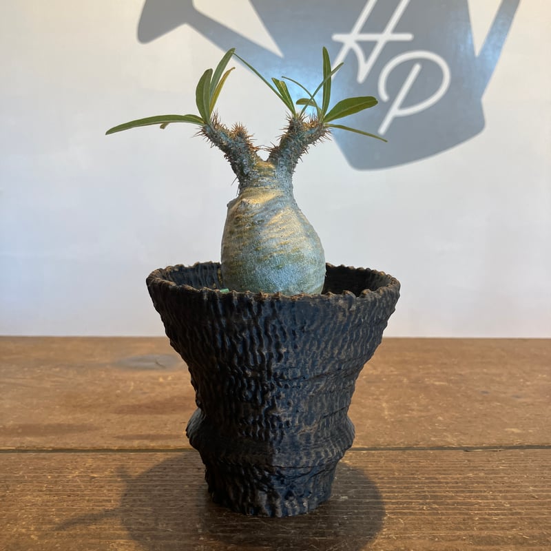 76：岩鉢 M【 LOBINDON】 | Home&Plants