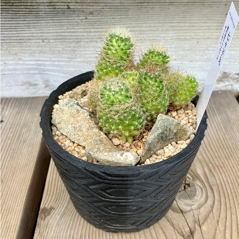 サボテン群生 3D鉢 Habitat Style | Home&Plants