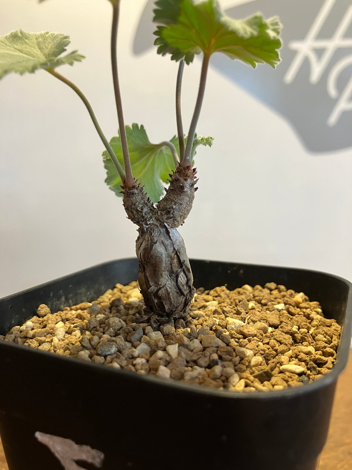 2349：ペラルゴニウム・ミラビレ 根挿し【MB】 | Home&Plants