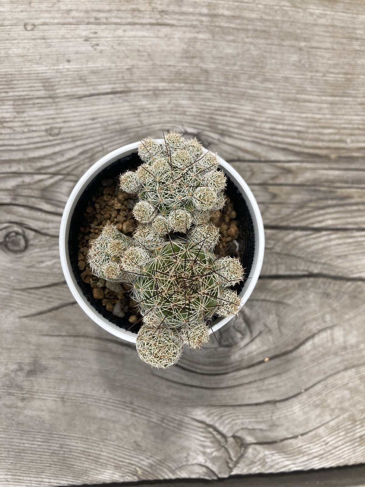 ハナサボテン 赤花銀手毬 2.5号 | Home&Plants