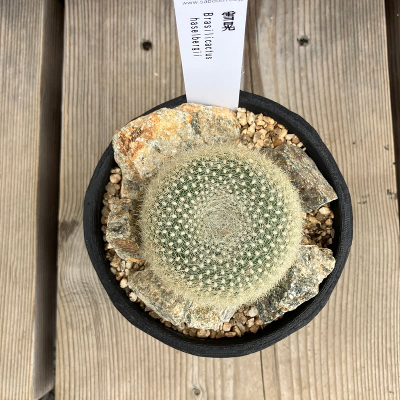 サボテン 3D鉢 Habitat Style | Home&Plants