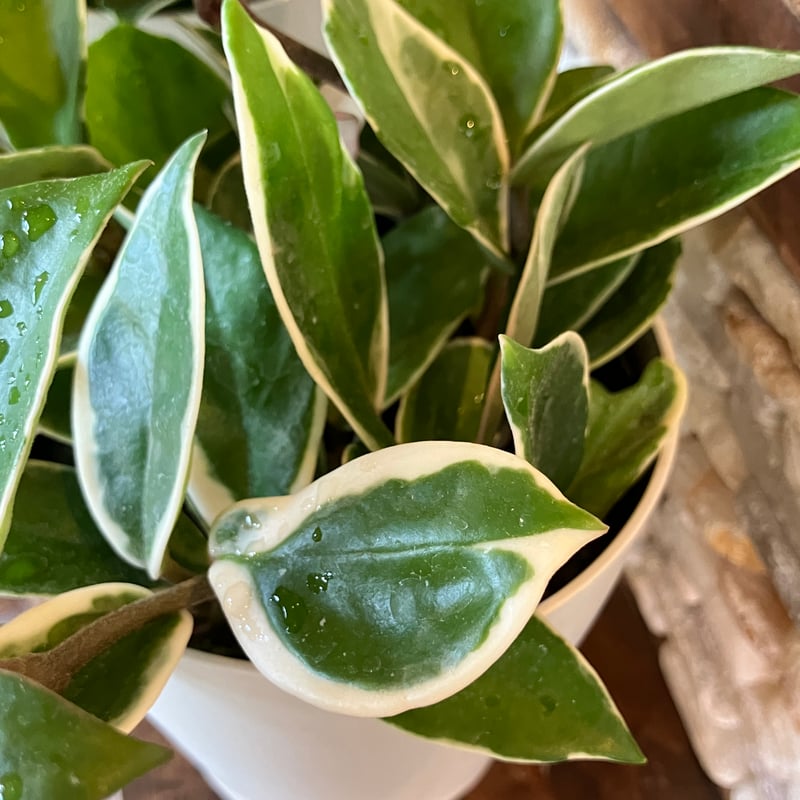 ホヤ カルノーサ バリエガータ 4号 | Home&Plants