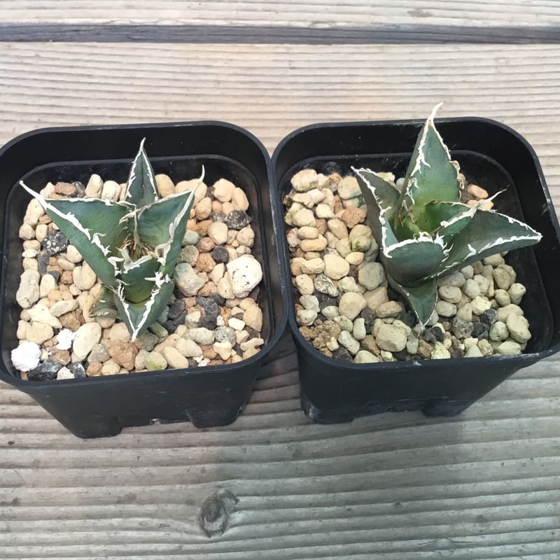 アガベ チタノタ 白鯨 | Home&Plants アガベ チタノタ 白鯨 | Home&Plants