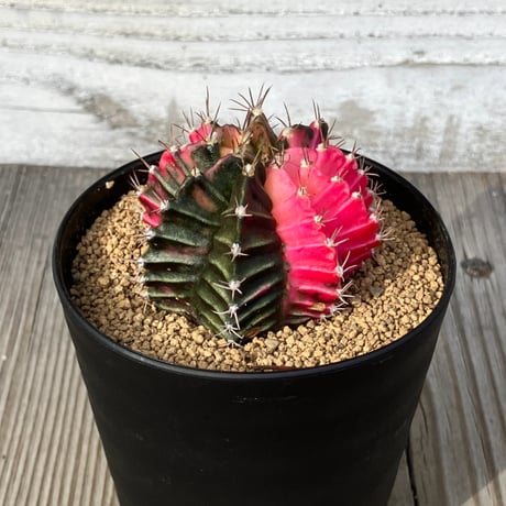 緋牡丹錦 | STORES