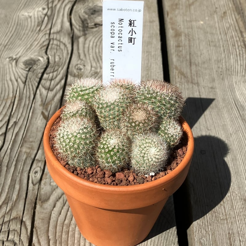 サボテン群生 紅小町(素焼鉢) 3号 | Home&Plants サボテン群生 紅小町(素焼鉢) 3号 | Home&Plants
