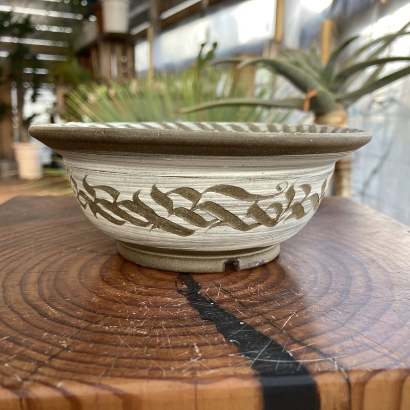 保田修作さん 刻紋 kokumon ユーベルマニアペクチニフェラ錦 陶器鉢