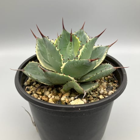 agavepotatorum | STORES