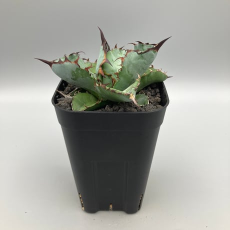 棘.PLANTS 棘 | STORES