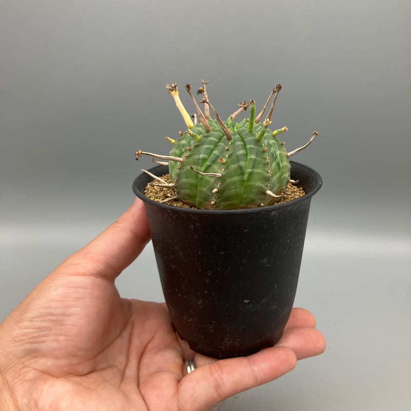 ユーフォルビア バリダ | Home&Plants
