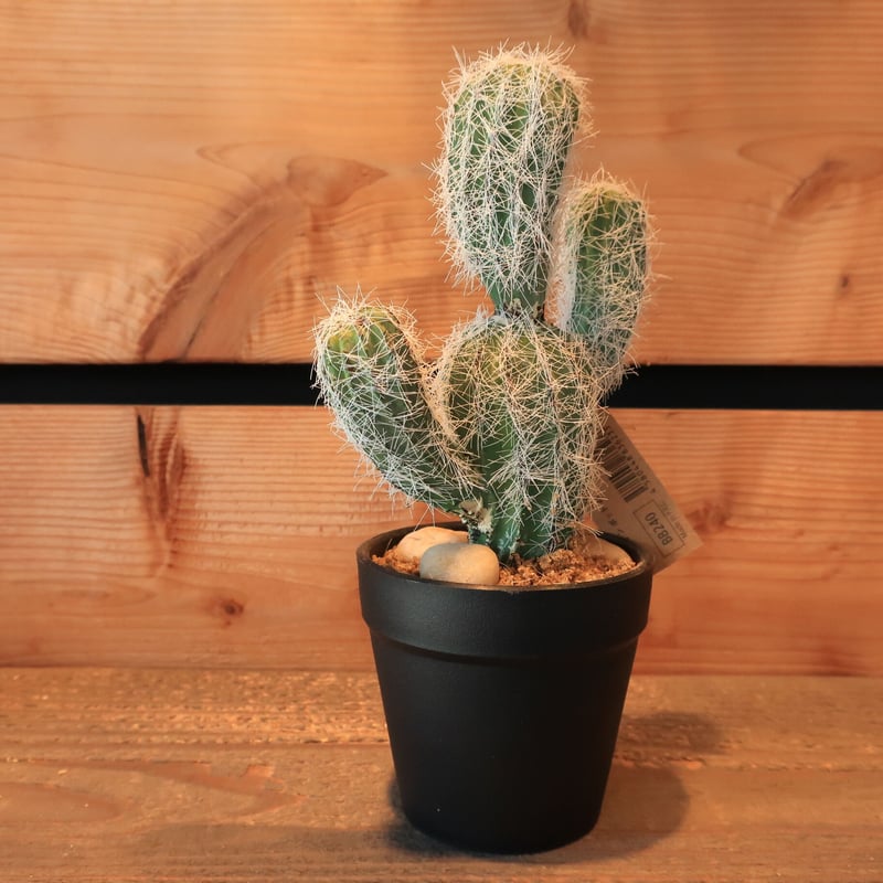サボテン 373：ミニサボテン フェイク | Home&Plants