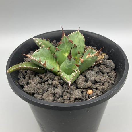 アガベチタノタ 姫厳竜 コンパクト VALIEM GHOST Lsize No.003 アガベ チタノタ “姫厳竜” / Agave Titanota 