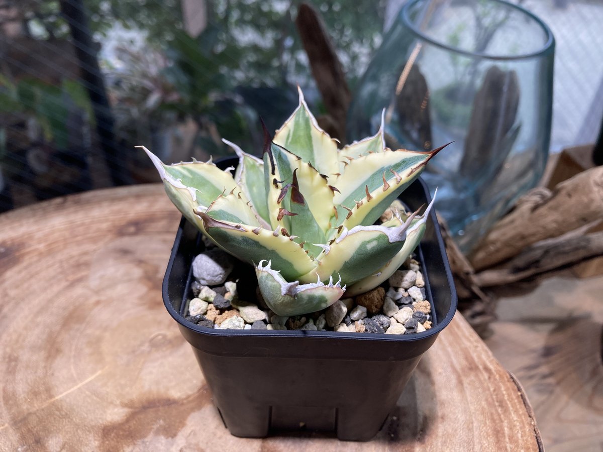アガベ チタノタ スナグルトゥース HPN① | Home&Plants アガベ チタノタ スナグルトゥース HPN① | Home&Plants