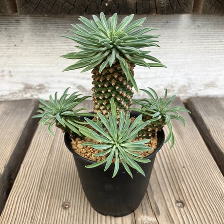 CATEGORY ユーフォルビア | Home&Plants