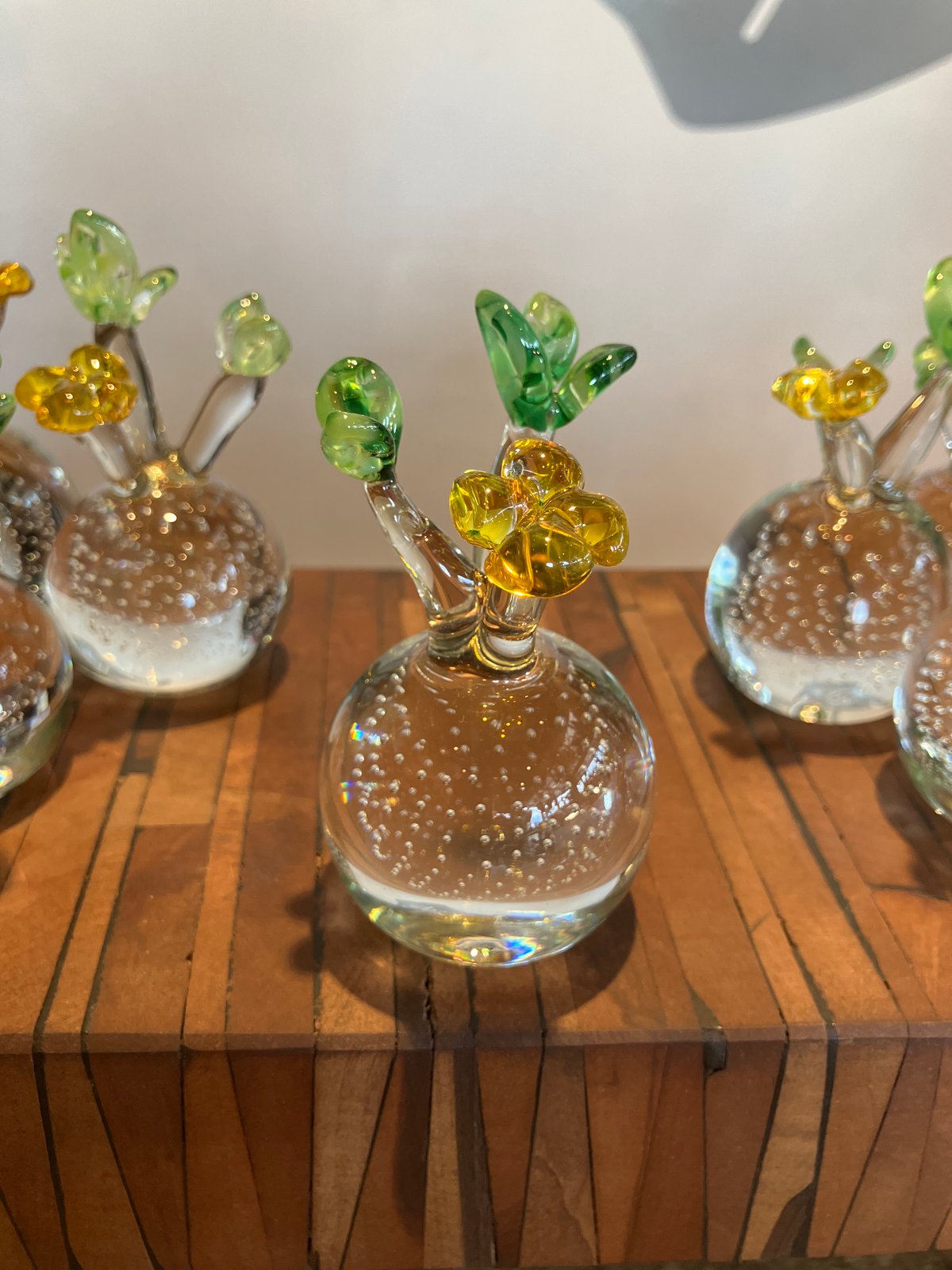 に*う様 A 33超特選株！超まん丸ボール型　ミニグラ　手乗り　パキポディウムグ に*う様 A 33超特選株！超まん丸ボール型 ミニグラ 手乗り