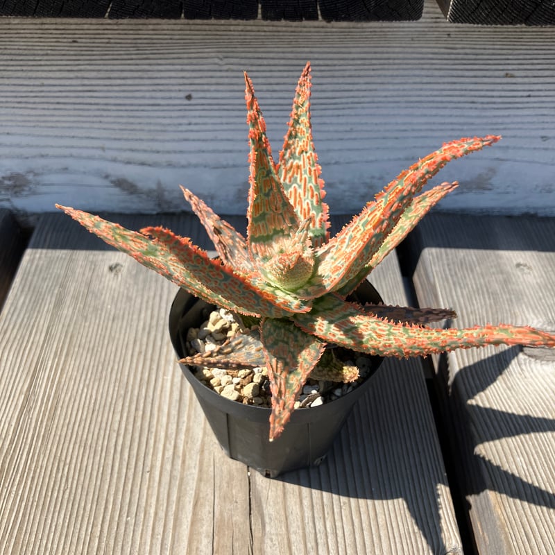 k*n様 アロエハイブリッド アロエハイブリッド TCT ライオンキング