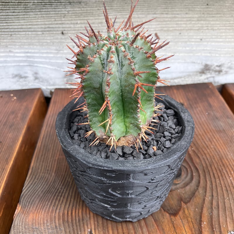 ユーフォルビア ホリダ 3D鉢 HPN① | Home&Plants