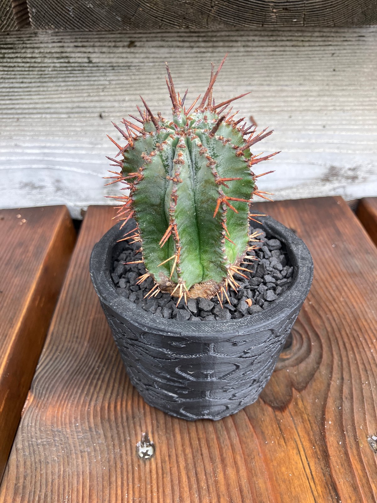 ユーフォルビア ホリダ 3D鉢 HPN① | Home&Plants