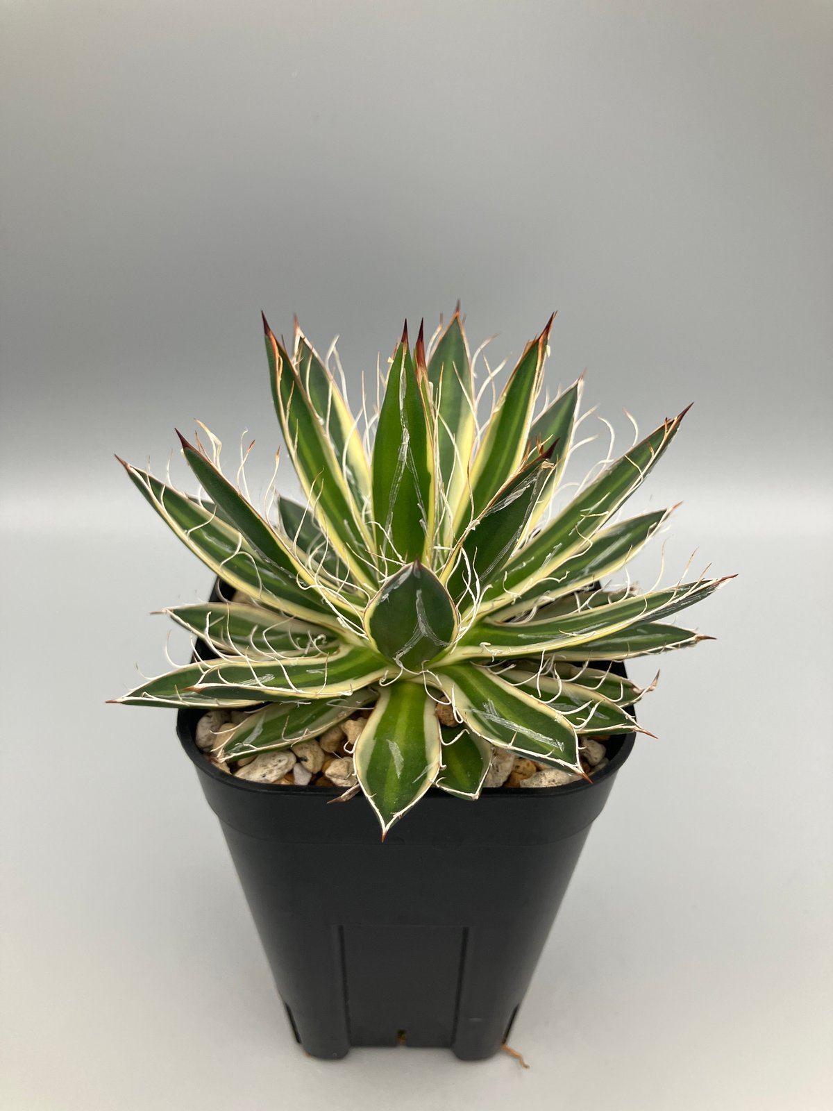 アガベ 姫乱雪錦【U-A】 | Home&Plants