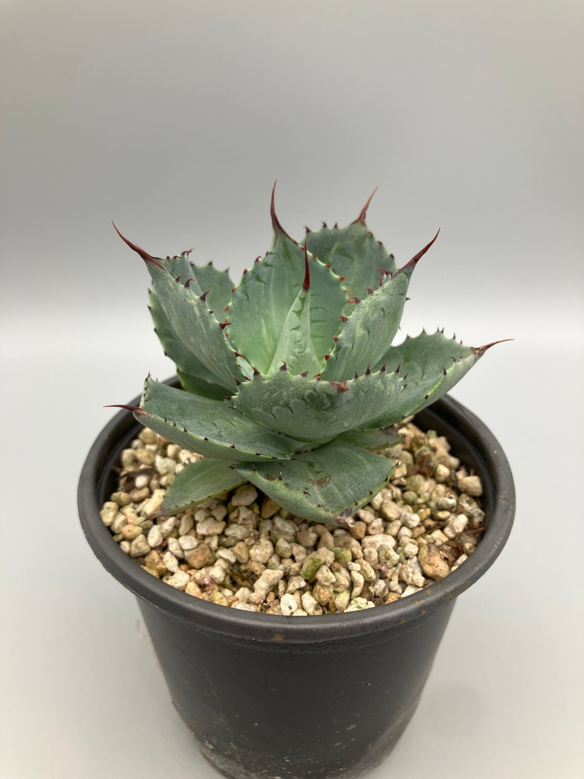 アガベ life アガベ 緑犀牛 | Heartplants