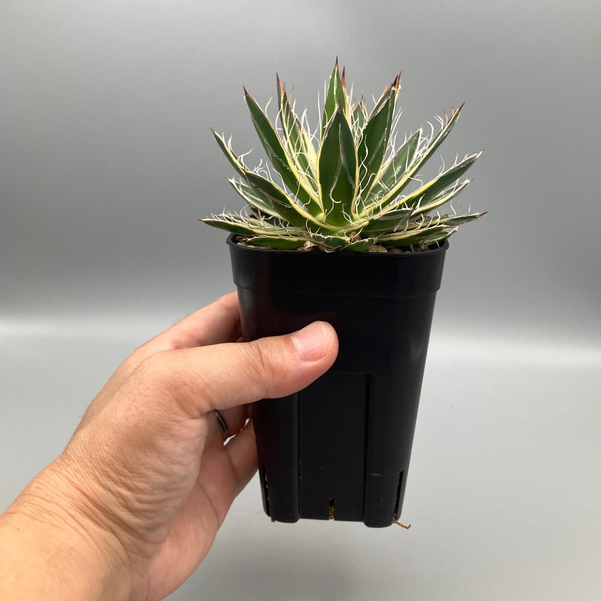 アガベ 姫乱雪錦【U-A】 | Home&Plants