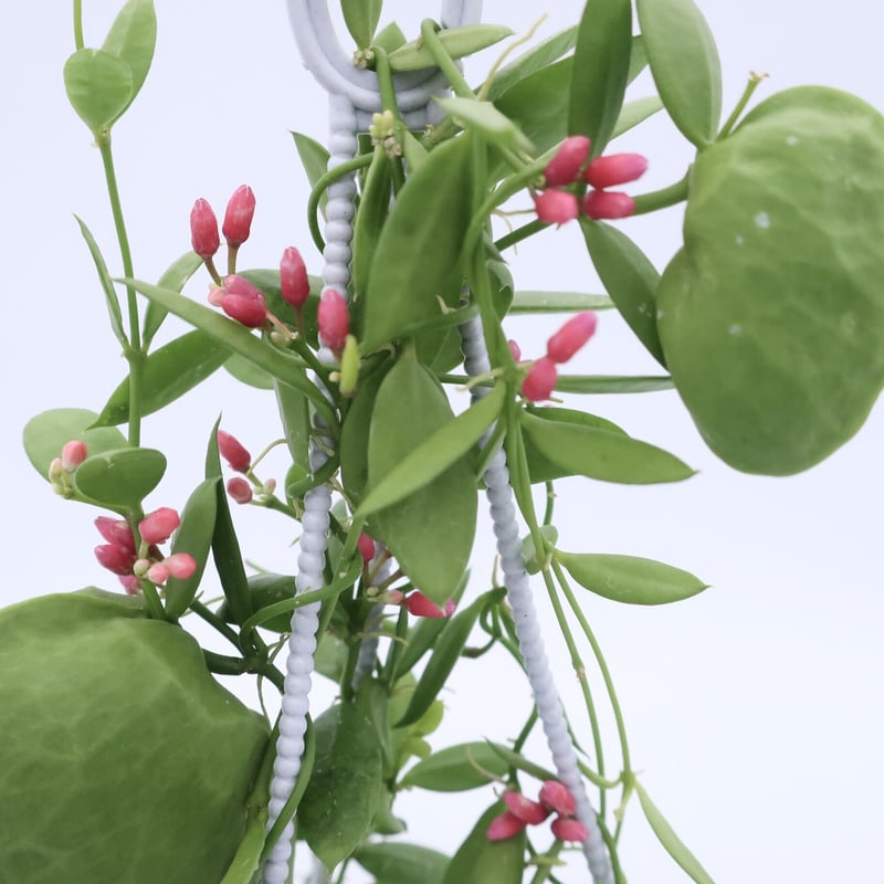 カンガルーポケット 3号 ③ | Home&Plants