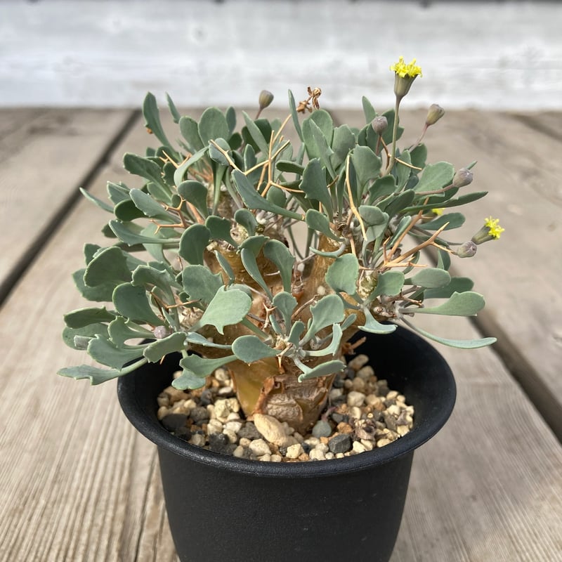 オトンナ ユーフォルビオイデス HPN① | Home&Plants