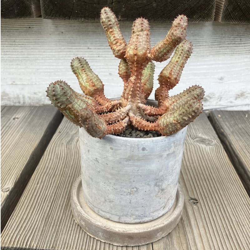 902：ユーフォルビア プセウドグロボーサ コンクリシンプル鉢