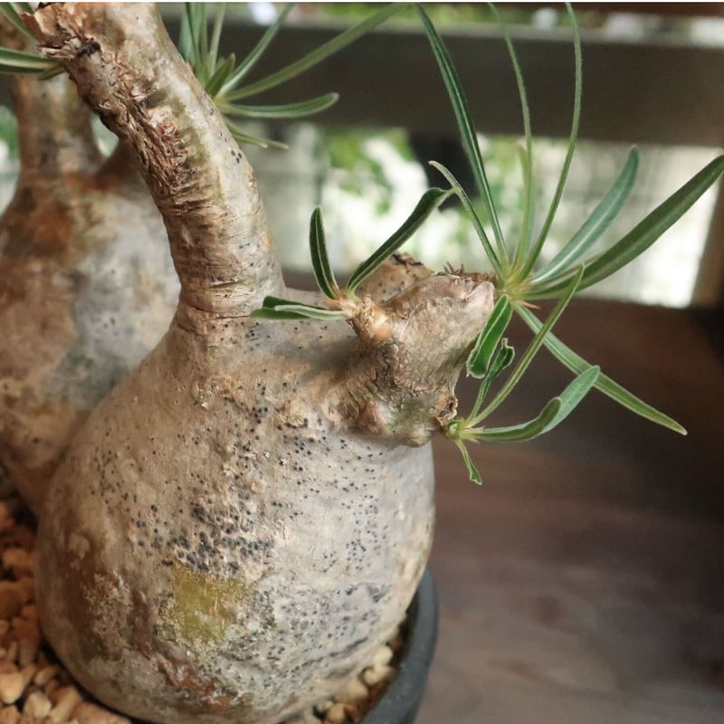 パキポディウム グラキリス 双頭株 | Home&Plants