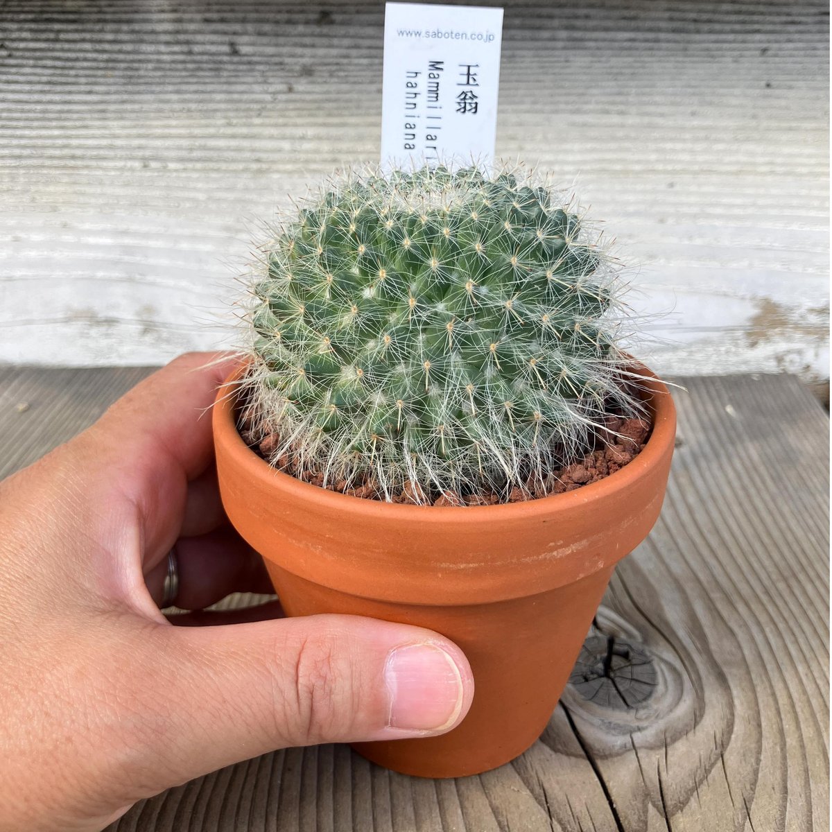 サボテン(素焼鉢) 3号 玉翁 | Home&Plants