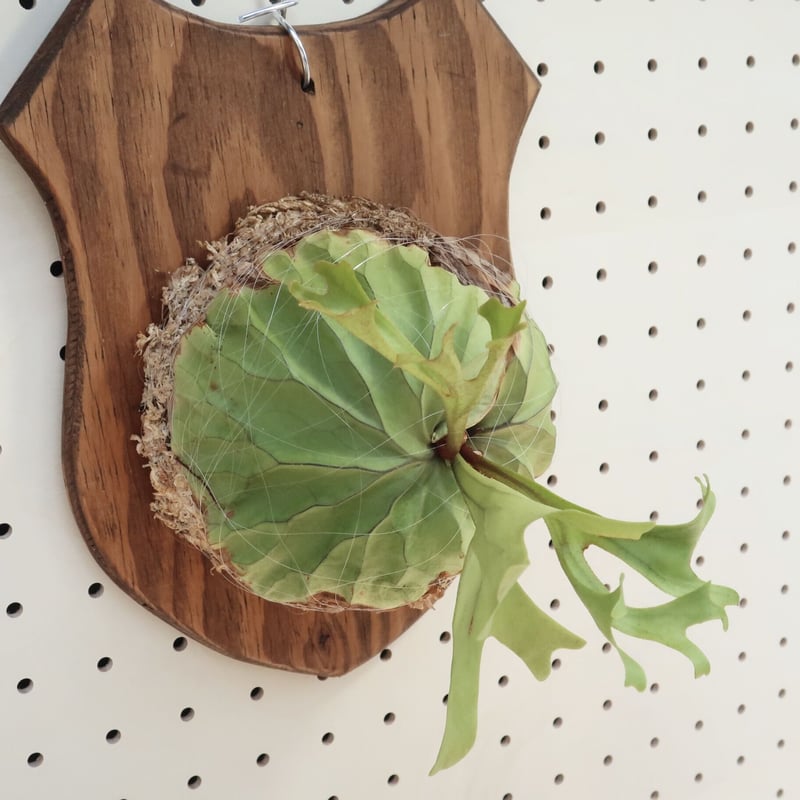 ridleyi リドレイ板付　NO.316 再入荷・板付】プラティセリウム・リドレイ （ビカクシダ