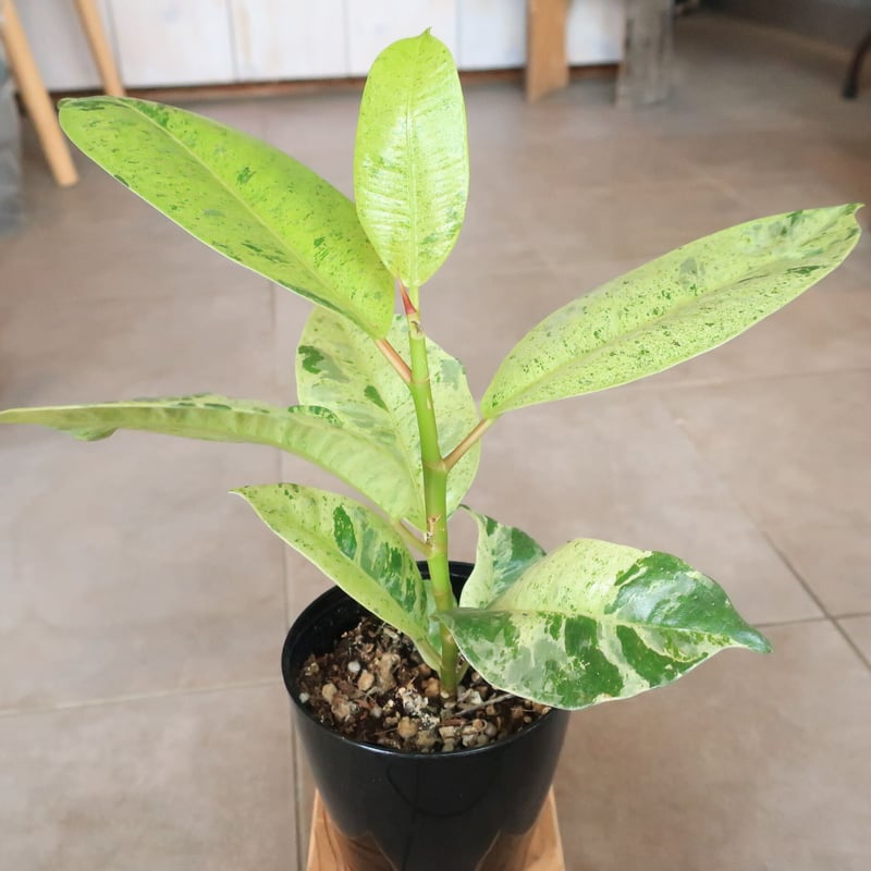 フィカス ジン | Home&Plants フィカス ジン | Home&Plants