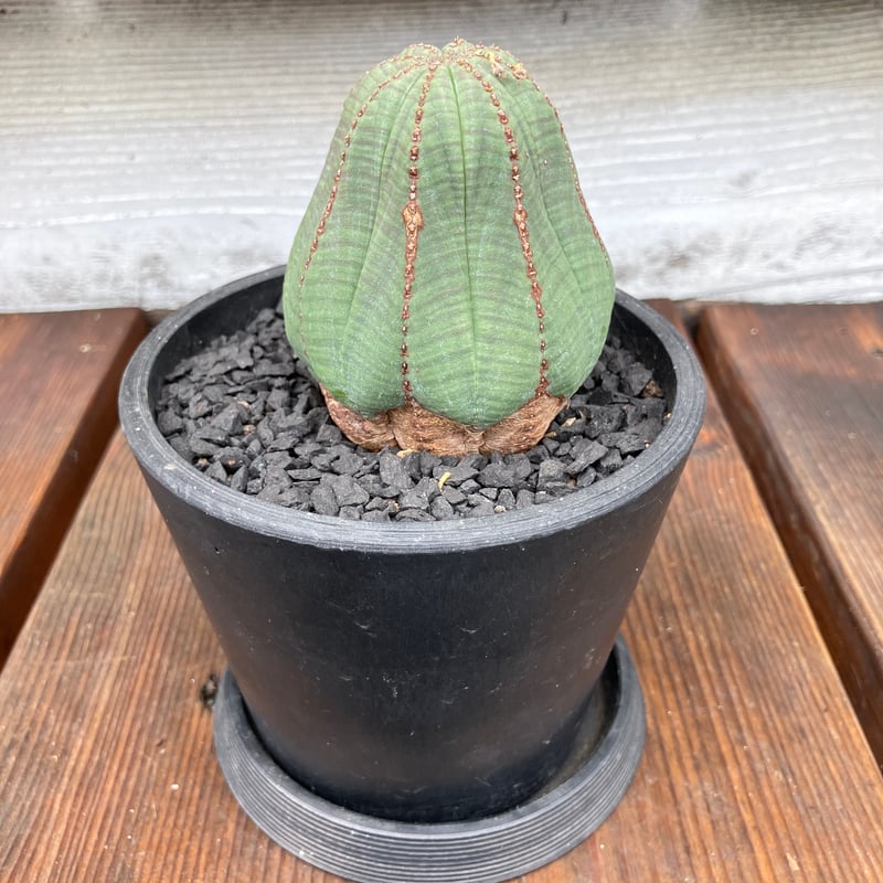 パナミ　ユーフォルビア オベサ 2株セット 383：ユーフォルビア オベサ | Home&Plants