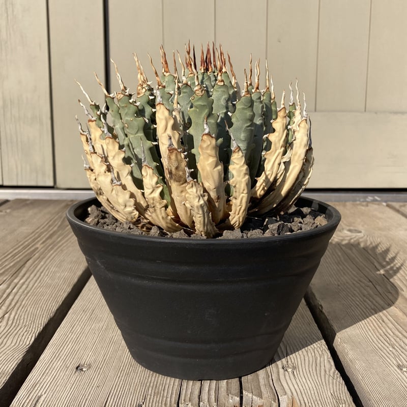 アガベ ユタエンシス エボリスピナ | Home&Plants