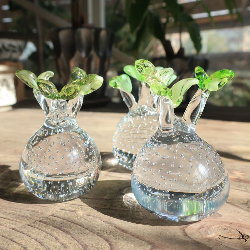 【コレクション株】パキポディウム☆グラキリス 592：硝子 パキポディウム グラキリス ＝再入荷＝ | Home&Plants