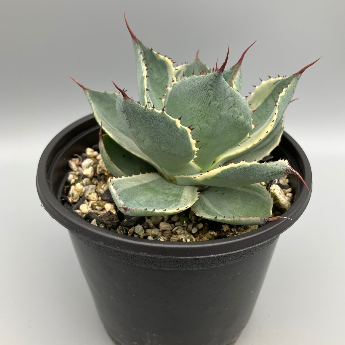 2293：アガベ 雷神錦 20【U-A 1109】 HPN② | Home&Plants