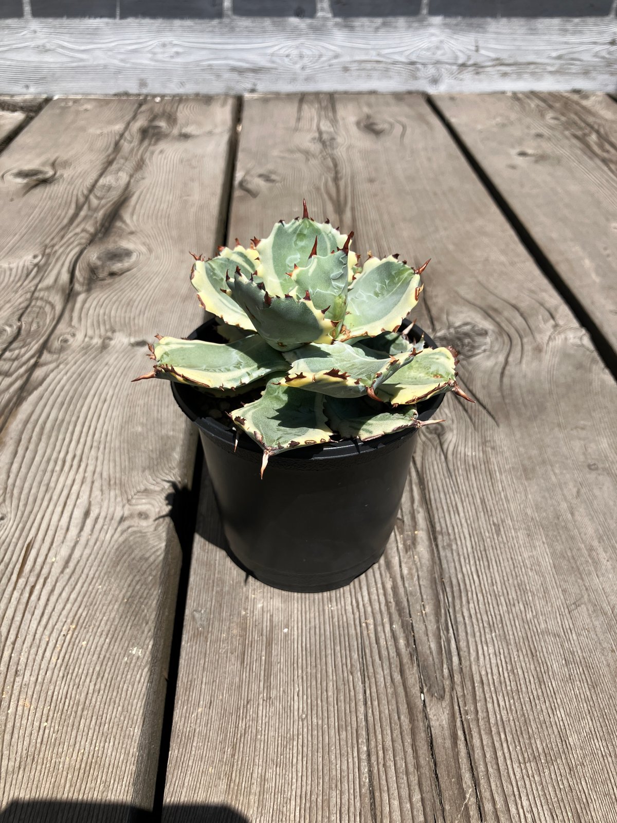 1210：アガベ 王妃兜蟹錦【U-A】HPN① | Home&Plants