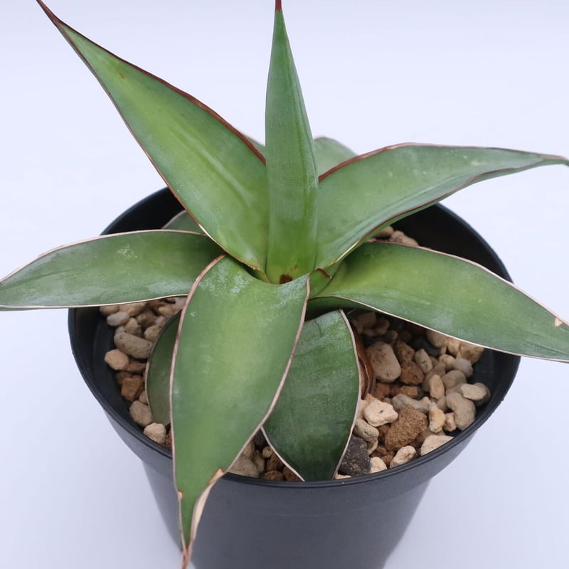 アガベ　インプレッサ アガベ・インプレッサ｜Agave impressa | DESERT INC.