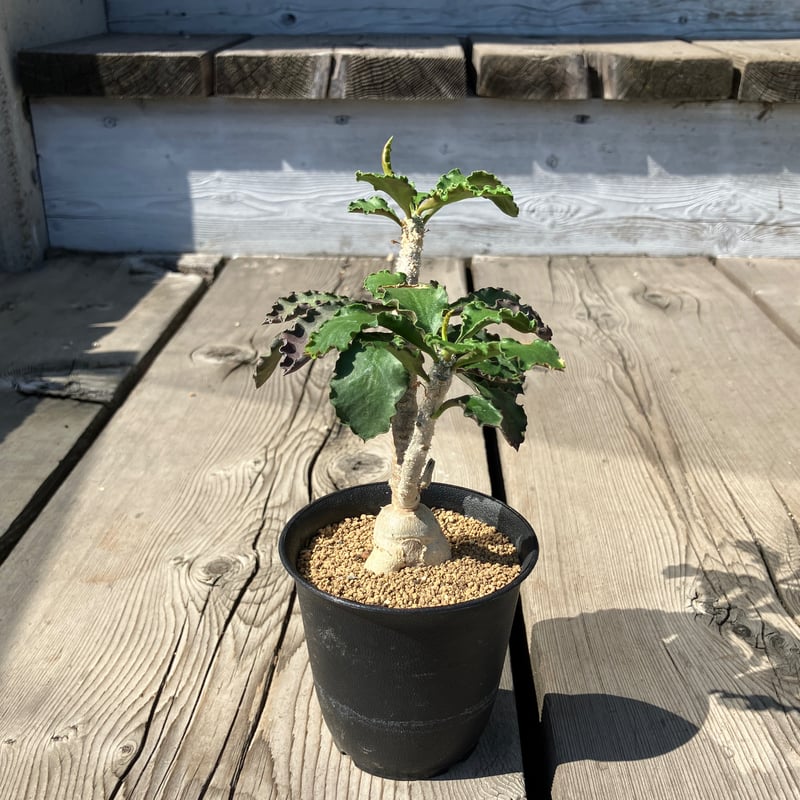 2064：ユーフォルビア・アンボボンベンシス | Home&Plants