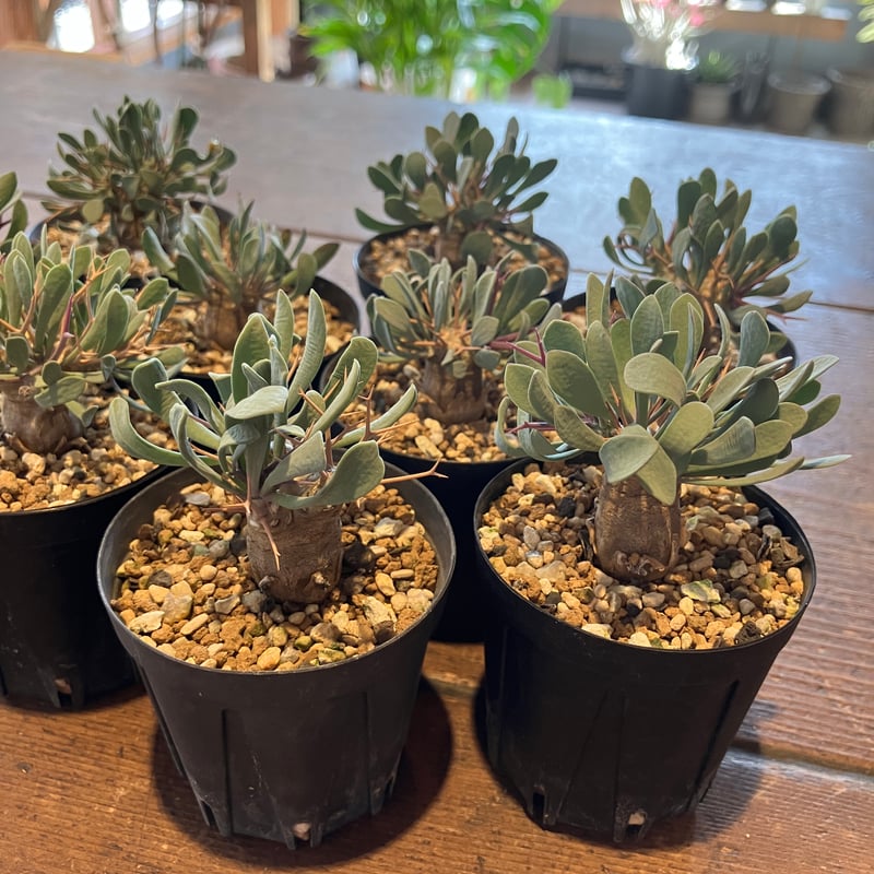 2351：オトンナ ユーフォルビオイデス '22年式【MB】 | Home&Plants