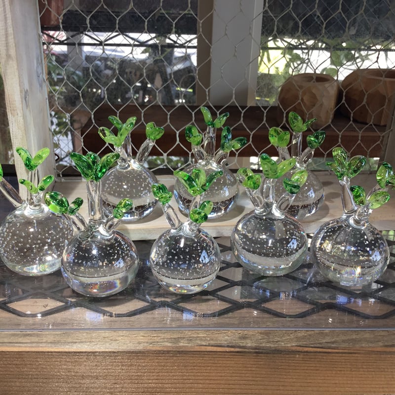 592：硝子 パキポディウム グラキリス ＝再入荷＝ | Home&Plants