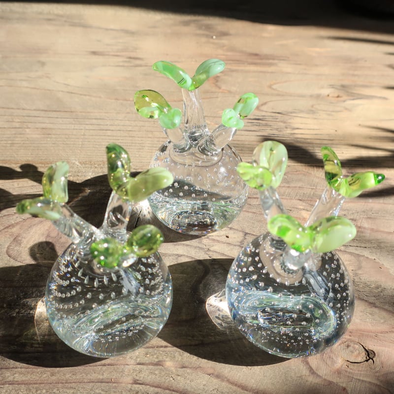 パキポディウム グラキリス(右のみ) 592：硝子 パキポディウム グラキリス ＝再入荷＝ | Home&Plants