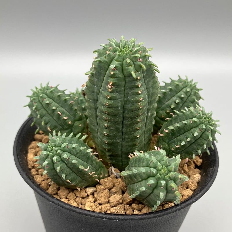 ユーフォルビア マミラリス 3号 HPN② | Home&Plants