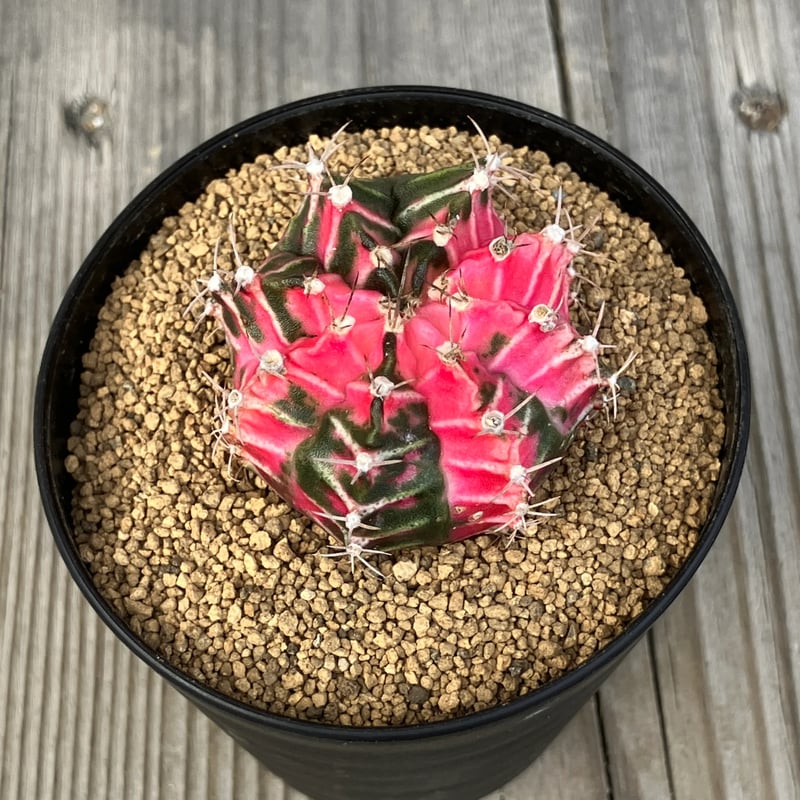 2938：ギムノカリキウム'ヒボタンニシキ' HPN② | Home&Plants