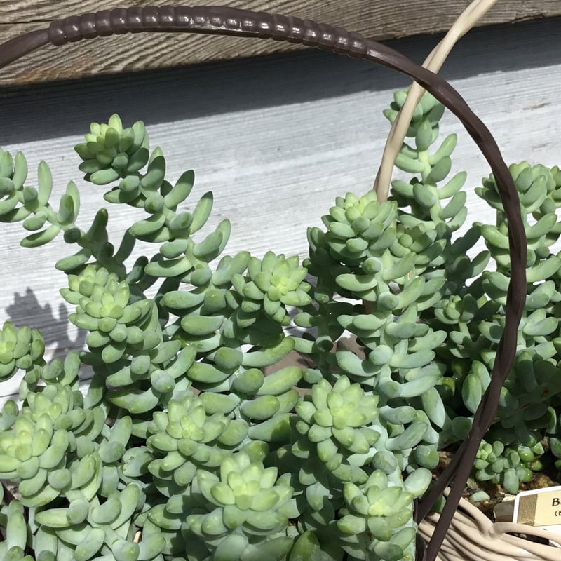 多肉 ビアホップ バスケット入り 3.5号 | Home&Plants