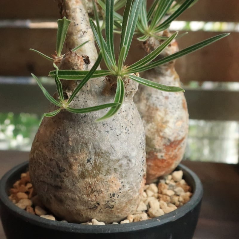 パキポディウム グラキリス 双頭株 | Home&Plants