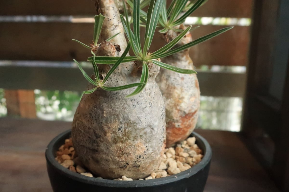 パキポディウム グラキリス 双頭株 | Home&Plants