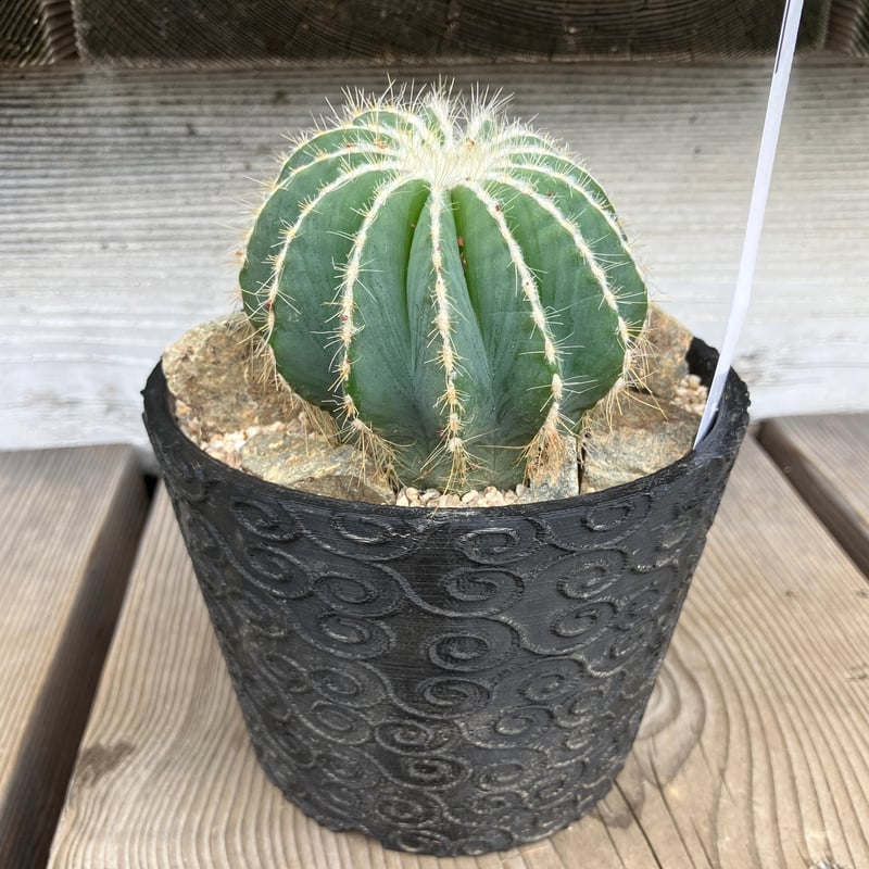サボテン 3D鉢 Habitat Style | Home&Plants
