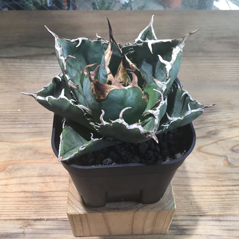 ブ*リ様 19アガベAgave 牡丹葉白鯨 極上強棘陽炎狂刺 大甲蓋球形包葉形 ブ*リ様 19アガベAgave 牡丹葉白鯨 極上強棘陽炎狂刺