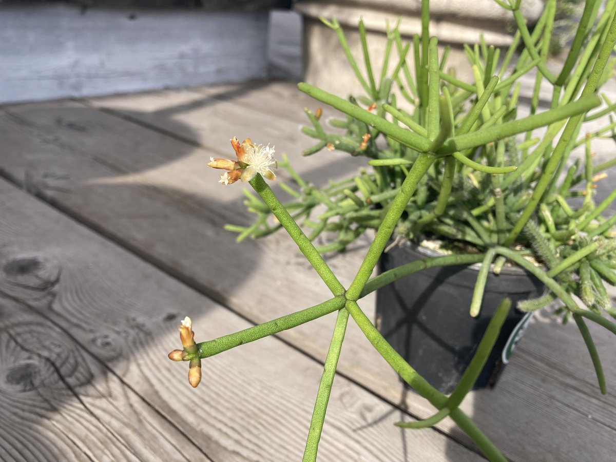 リプサリス プリスマティカ 4号 | Home&Plants リプサリス プリスマティカ 4号 | Home&Plants